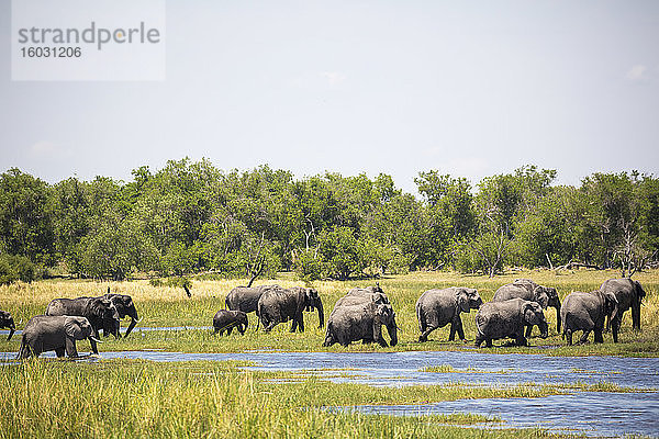 Elefantenherde sammelt sich am Wasserloch  Moremi Game Reserve  Botswana