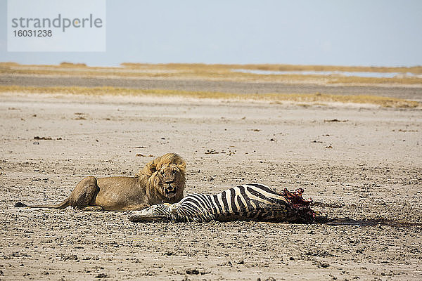 Ein erwachsener männlicher Löwe und ein töten  ein totes Burchell's Zebra.
