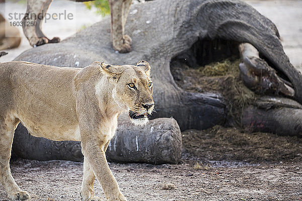 Ein ausgewachsenes Löwenweibchen bei einem toten Elefantenkadaver.