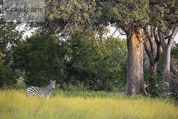 Eine Gruppe von Zebras im langen Gras bei Sonnenuntergang