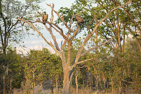 Zwei große Raubvögel  Geier  die in einem Baum sitzen.
