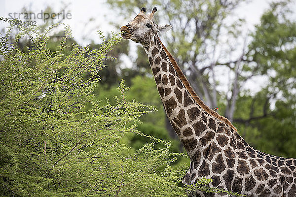 Giraffe  Moremi-Wildreservat  Botswana