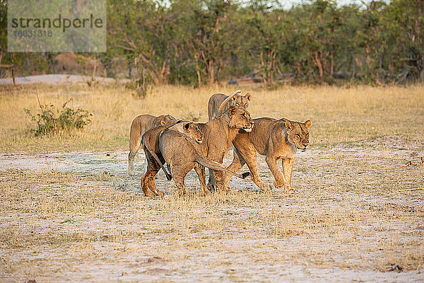 Ein Rudel von Löwenweibchen  die bei Sonnenuntergang über den offenen Raum laufen.