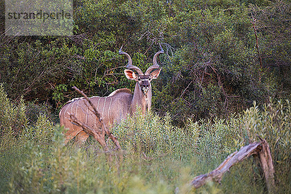 Kudu bei Sonnenuntergang  Botswana