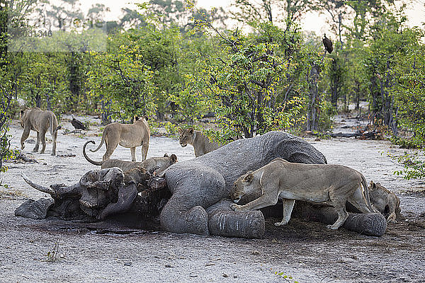 Ein Rudel weiblicher Löwen  die sich von einem toten Elefantenkadaver ernähren.