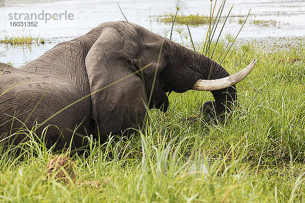 Ein ausgewachsener Elefant mit Stoßzähnen  der durch Wasser und Schilf watet.