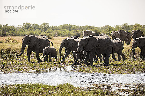 Elefantenherde sammelt sich am Wasserloch  Moremi Game Reserve  Botswana