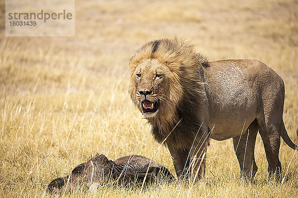 Männlicher Löwe und totes Gnu  Kalahari-Wüste