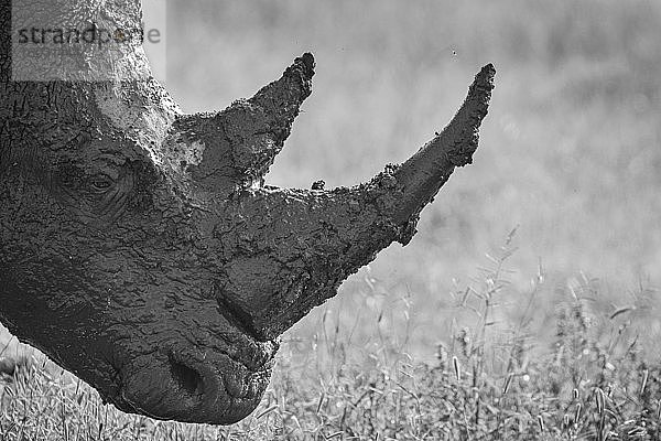 Nahaufnahme des Kopfes eines Breitmaulnashorns  Ceratotherium simum  mit Schlamm bedeckt  Seitenprofil  schwarz-weiß