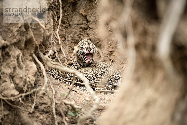 Neugeborene Leopardenjunge  Panthera pardus  liegen zusammen zwischen Wurzeln und Lehmwänden  ein Jungtier öffnet sein Maul mit geschlossenen Augen