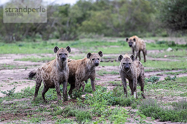 Ein Clan von Hyänen  Crocuta crocuta  stehen zusammen  direkter Blick  Ohren nach vorne  grüner Hintergrund