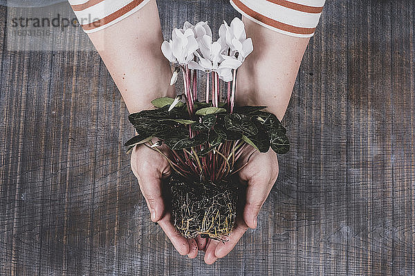 Frau hält eine weiße Cyclamen-Pflanze mit leuchtend grünen Blättern und Wurzeln