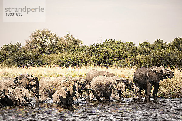 Elefantenherde sammelt sich am Wasserloch  Moremi Game Reserve  Botswana