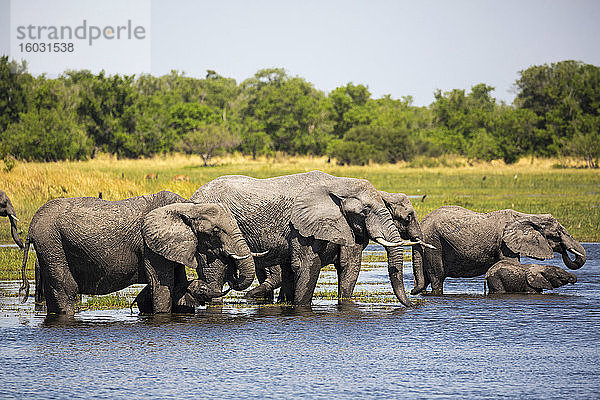 Elefantenherde sammelt sich am Wasserloch  Moremi Game Reserve  Botswana