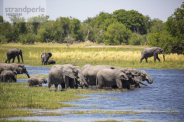 Elefantenherde sammelt sich am Wasserloch  Moremi Game Reserve  Botswana