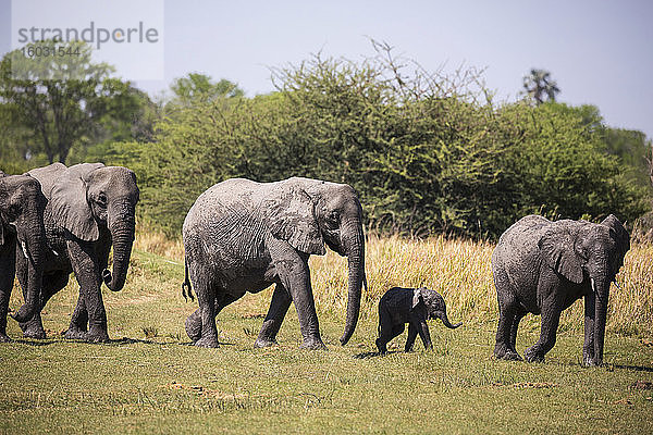 Elefantenherde sammelt sich am Wasserloch  Moremi Game Reserve  Botswana