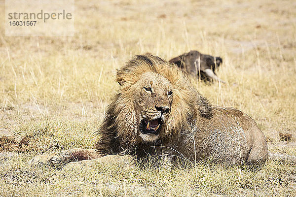 Männlicher Löwe und totes Gnu  Kalahari-Wüste