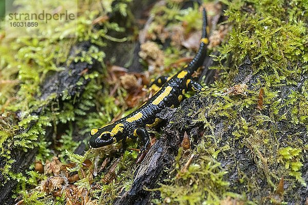 Feuersalamander (Salamandra salamandra) an bemoostem Baumstamm  Hessen  Deutschland  Europa