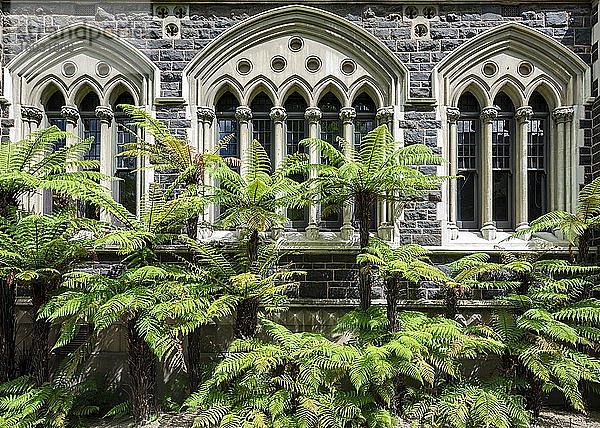 Altes neugotisches Hauptgebäude  University of Otago  mit Baumfarnen (Cyatheales)  Dunedin  Otago  Neuseeland  Ozeanien