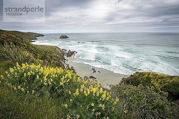 Gelbe Lupinen an der Steilküste  Allans Beach  Otago Peninsula  Dunedin  Neuseeland  Ozeanien