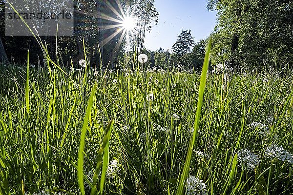 Grüne Wiese mit Pusteblumen im Gegenlicht  Sonnenstern  Oberbayern  Bayern  Deutschland  Europa