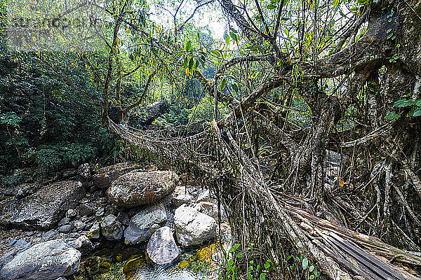 Lebende Wurzelbrücke  Sohra (Cherrapunjee)  Meghalaya  Indien  Asien