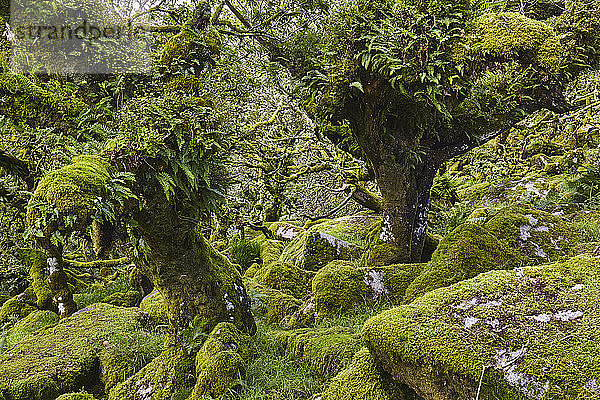 Uralte knorrige und verkümmerte Eichenbäume  die zwischen moosbedeckten Felsblöcken im Wistman's Wood  Dartmoor-Nationalpark  Devon  England  Vereinigtes Königreich  Europa