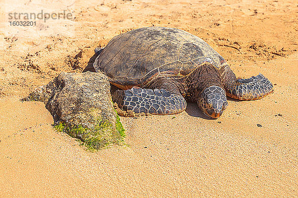 Hawaiianische Meeresschildkröte (Grüne Meeresschildkröte) ruht auf dem goldenen Sand im Schildkrötenstrand von Laniakea auf der Insel Oahu  Hawaii  Vereinigte Staaten von Amerika  Pazifik  Nordamerika