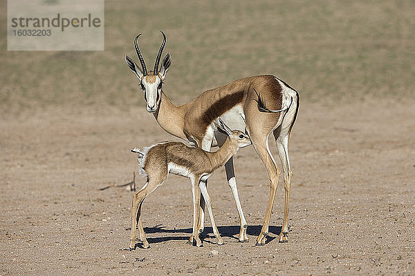 Springböcke (Antidorcas marsupialis) und neugeborene Kälber beim Säugen  Kgalagadi Transfrontier Park  Südafrika  Afrika