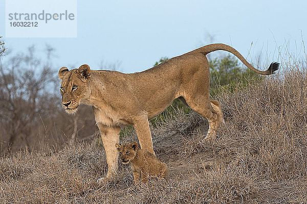 Löwin (Panthera leo) mit Jungtier  Elephant Plains  Sabi Sand Game Reserve  Südafrika  Afrika