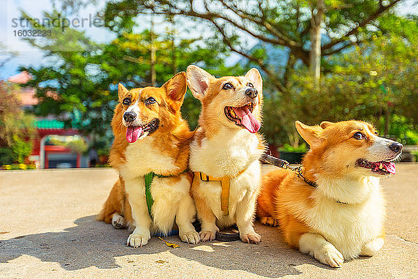 Drei glückliche Welsh-Corgi-Pembroke-Hunde mit herausgestreckter Zunge  China  Asien