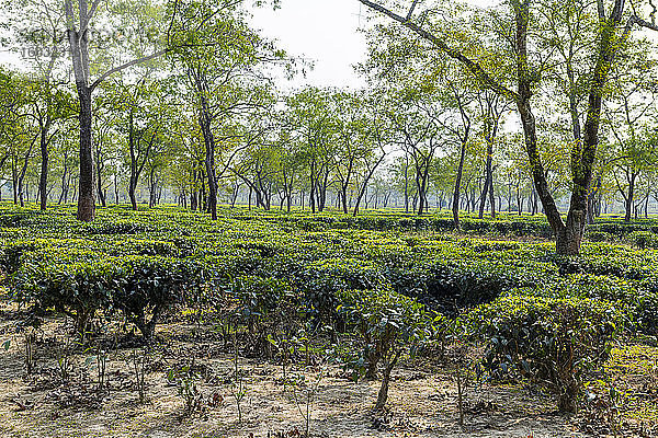 Teefelder auf einer Teeplantage  Assam  Indien  Asien