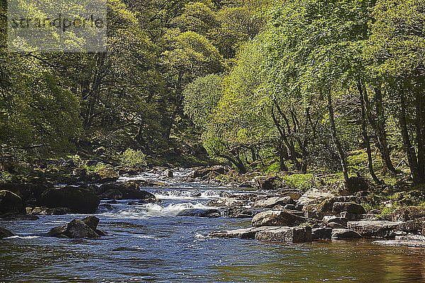 Uralte Eichenwälder im Sommer  die einen mit Felsbrocken übersäten Fluss Dart im Herzen des Dartmoor-Nationalparks säumen  Devon  England  Vereinigtes Königreich  Europa