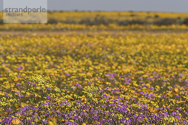 Namaqualand Frühlingsblumen  Matjiesfontein-Farm  Nieuwoudtville  Namaqualand  Südafrika  Afrika