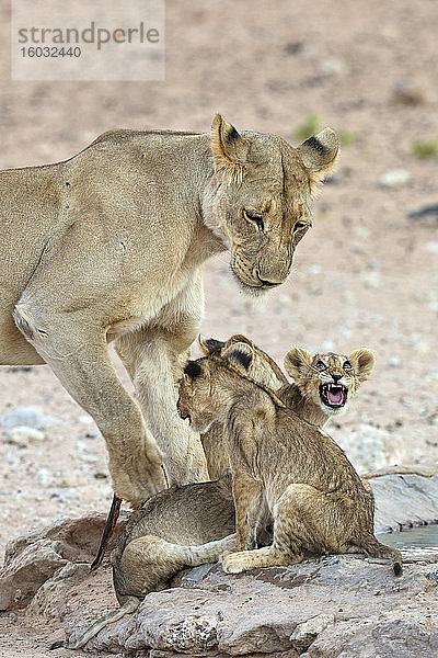 Löwin (Panthera leo) mit Jungtieren  Kgalagadi Transfrontier Park  Südafrika  Afrika