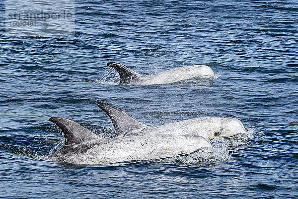 Auftauchen von erwachsenen Rissos Delfinen (Grampus griseus) im Monterey Bay National Marine Sanctuary  Kalifornien  Vereinigte Staaten von Amerika  Nordamerika