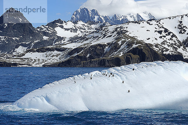 Eselspinguine (Pygoscelis papua) auf einem schwimmenden Eisberg  Drygalski-Fjord  Südgeorgien und die Sandwich-Inseln  Antarktis  Polarregionen