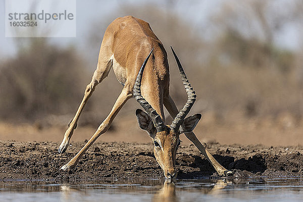 Impala (Aepyceros melampus)  Mashatu-Wildreservat  Botswana  Afrika