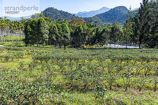 Teepflanzen  antike Assam-Tee-Farm  Sun Moon Lake National Scenic Area  Bezirk Nantou  Taiwan  Asien