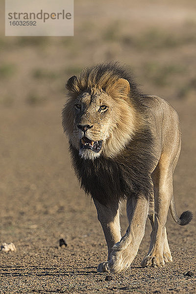 Löwe (Panthera leo)  Kgalagadi-Grenzpark  Südafrika  Afrika