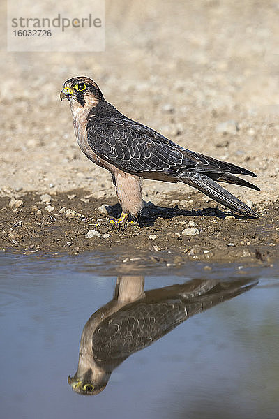 Lannerfalke (Falco biarmicus) am Wasser  Kgalagadi Transfrontier Park  Südafrika  Afrika