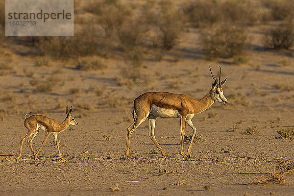 Springbock (Antidorcas marsupialis) und neugeborenes Kalb  Kgalagadi Transfrontier Park  Südafrika  Afrika
