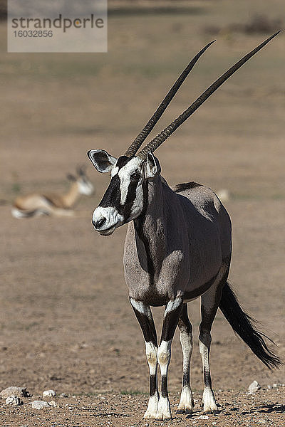 Gemsbok (Oryxgazella)  Kgalagadi Transfrontier Park  Südafrika  Afrika
