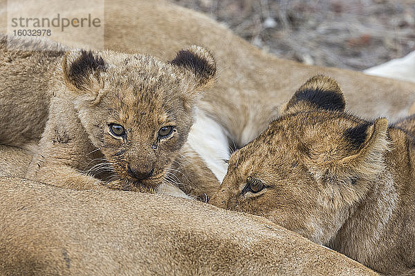 Säugende Löwenjunge (Panthera leo)  Elephant Plains  Sabi Sand Game Reserve  Südafrika  Afrika