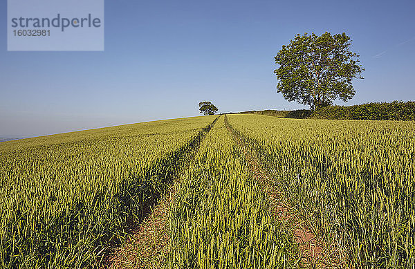 Englisches Ackerland  ein Weizenfeld mit einer alten Eiche in der Nähe  in der Nähe von Crediton  in Devon  England  Grossbritannien  Europa