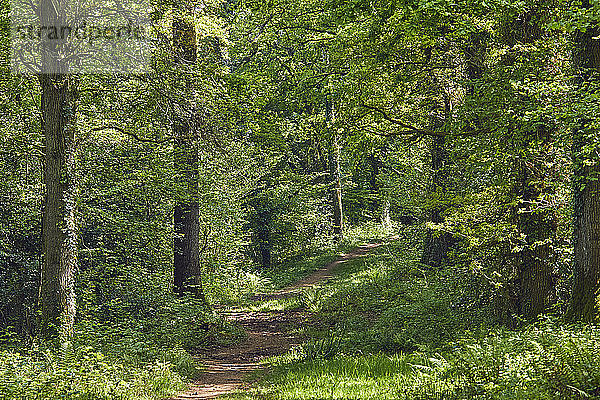 Ein Reitweg durchquert im Hochsommer einen alten Eichenwald im Ashclyst Forest bei Exeter  Devon  England  Grossbritannien  Europa