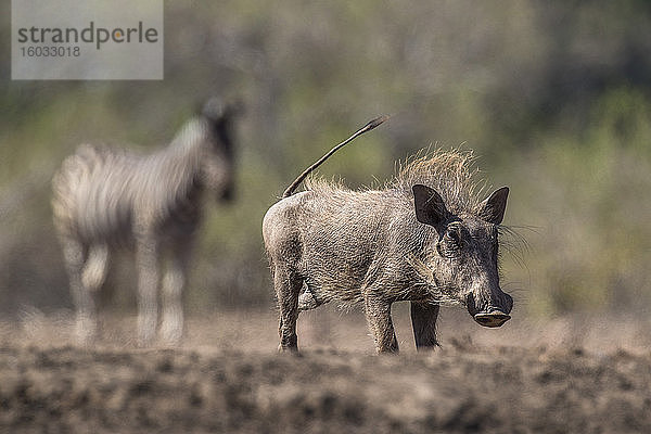 Warzenschwein (Phacochoerus africanus)  Mashatu-Wildreservat  Botswana  Afrika