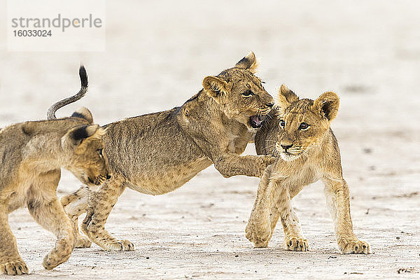 Spielende Löwenjungen (Panthera leo)  Kgalagadi Transfrontier Park  Südafrika  Afrika
