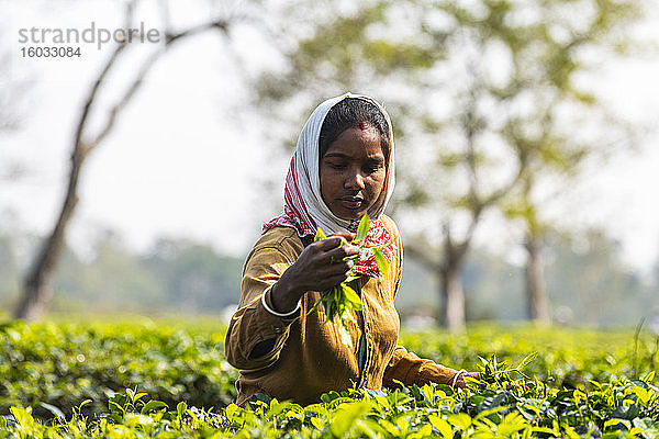 Frau pflückt Tee von Teepflanzen auf einer Teeplantage  Assam  Indien  Asien