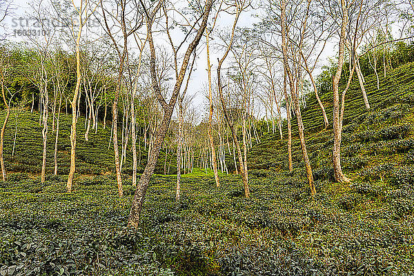Teepflanzen auf einer Teeplantage in Sreemagal  Bangladesch  Asien